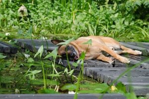 Read more about the article How To Keep Dogs Away From Ponds
