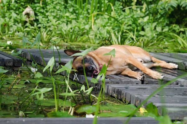 dogs and ponds