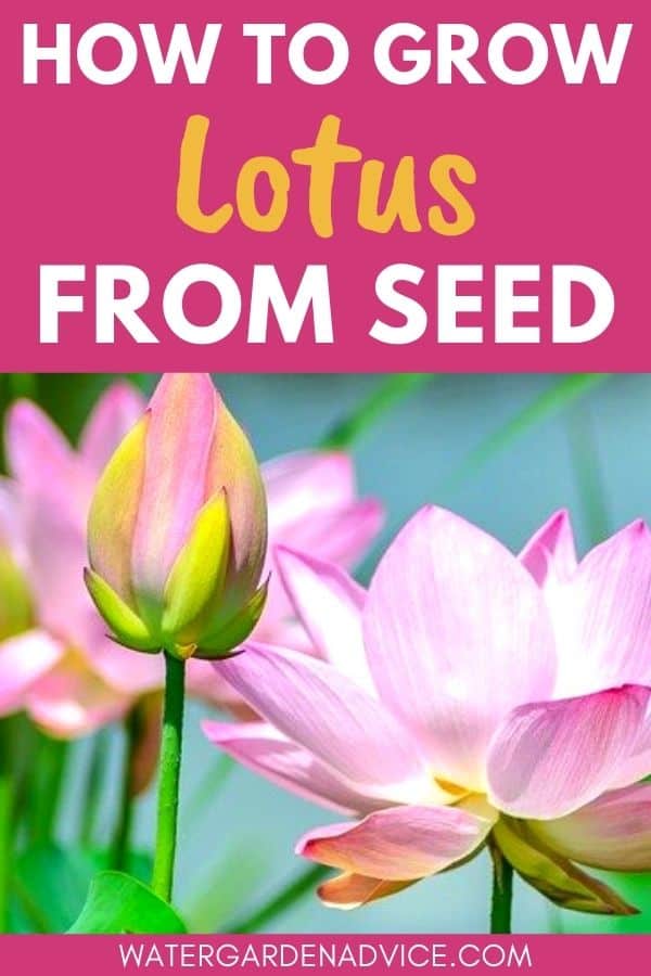 growing lotus seeds
