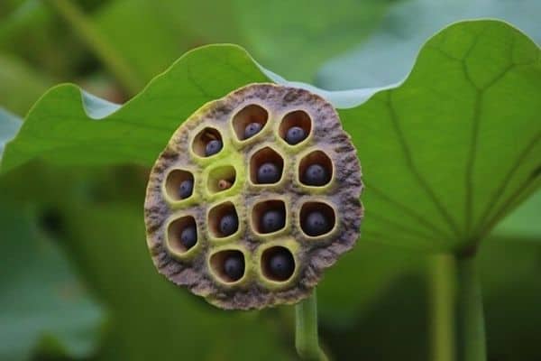 lotus seed pod