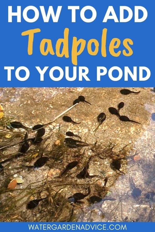 adding tadpoles to a pond
