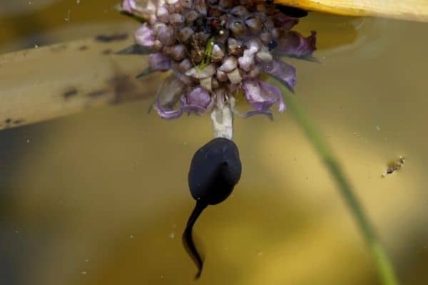 tadpole eating a flower