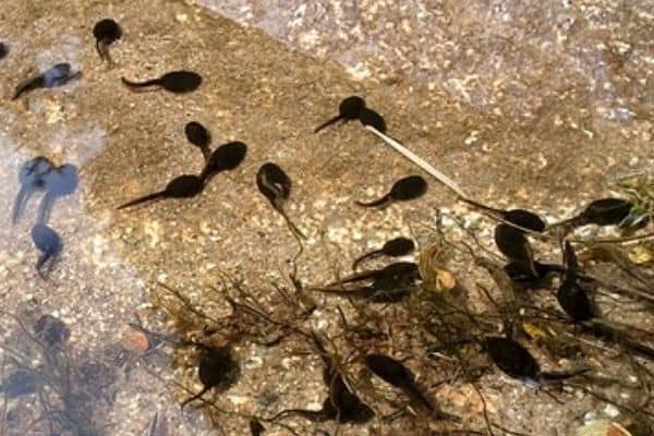 tadpoles in a pond
