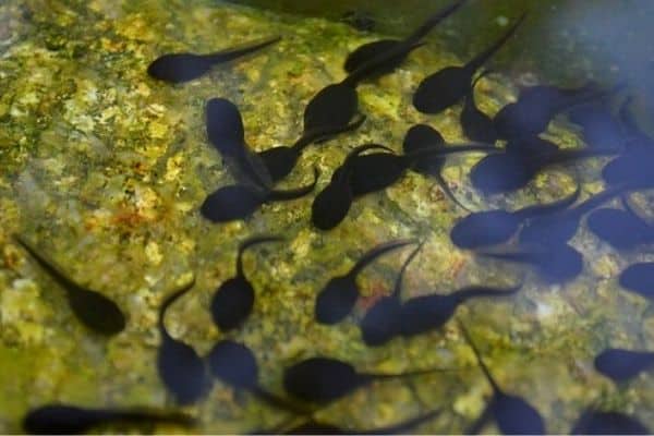 tadpoles