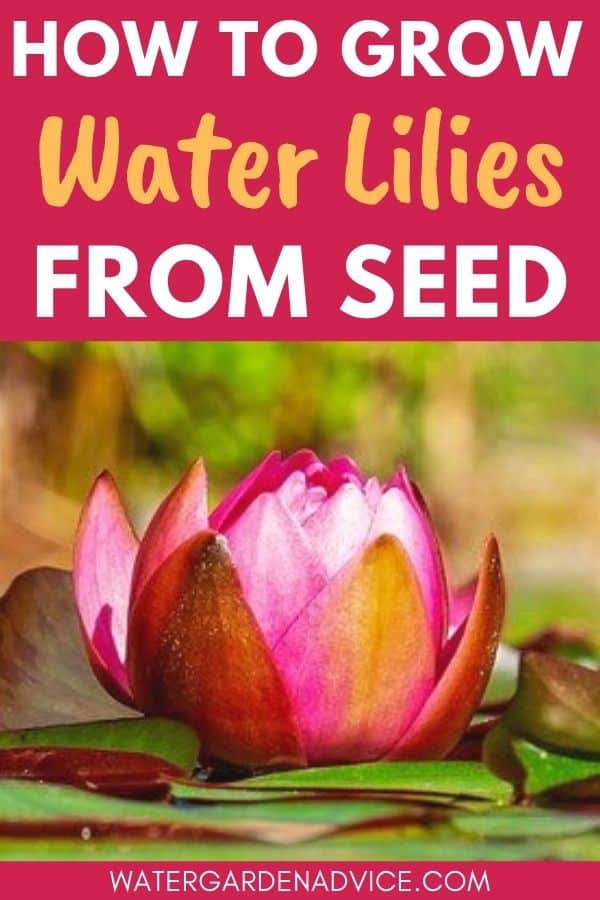 planting water lily seeds