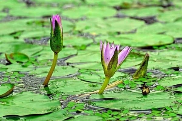 growing water lily plants