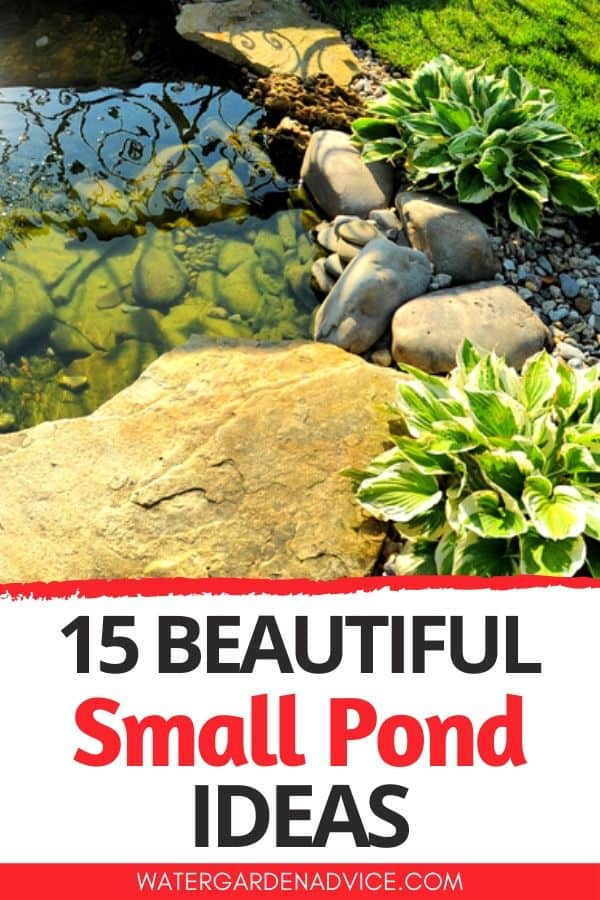 small pond ideas