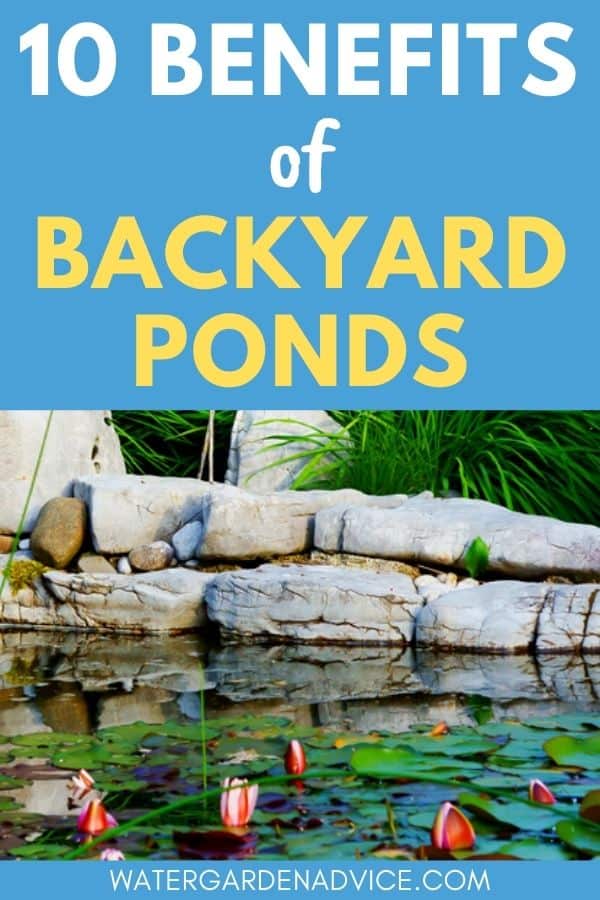 backyard pond benefits