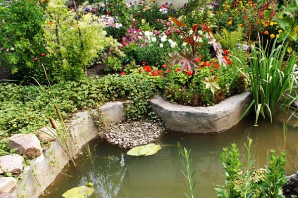 pond with flowers