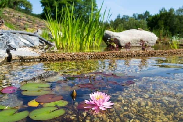 expanding a pond