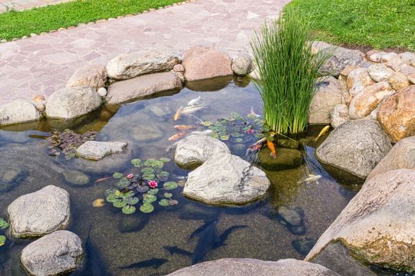 small pond with rocks