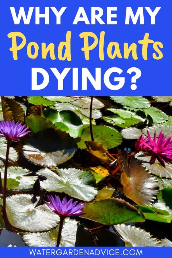dying pond plants
