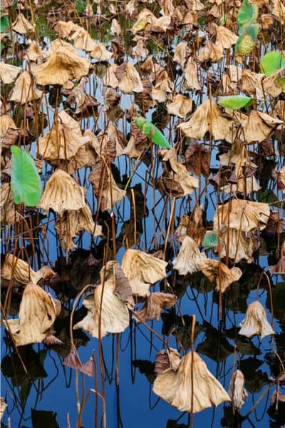dying lotus plants