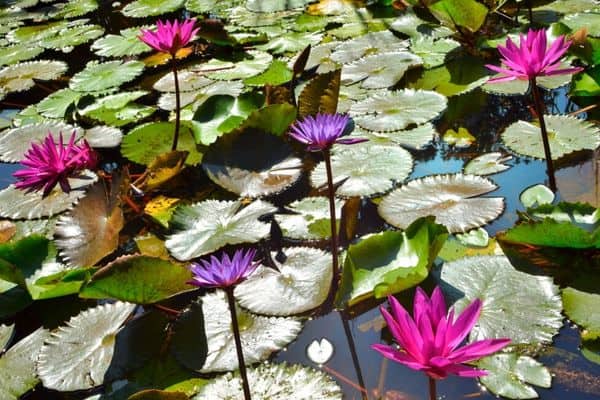 water lily plants