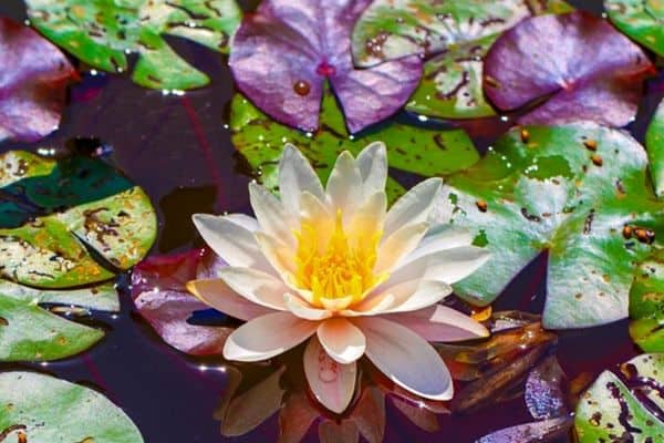 pond plants