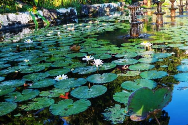 shaded pond plants