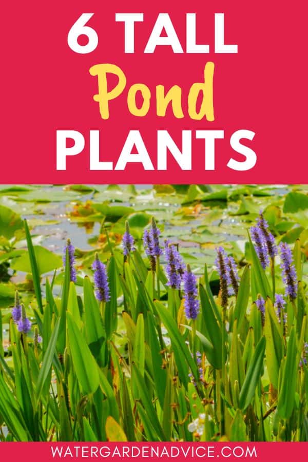 tall plants in a pond