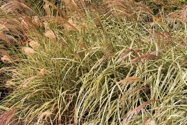 japanese silver grass