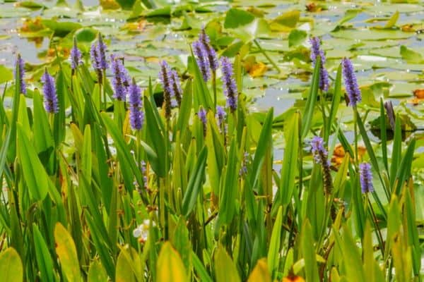 Read more about the article 6 Tall Pond Plants