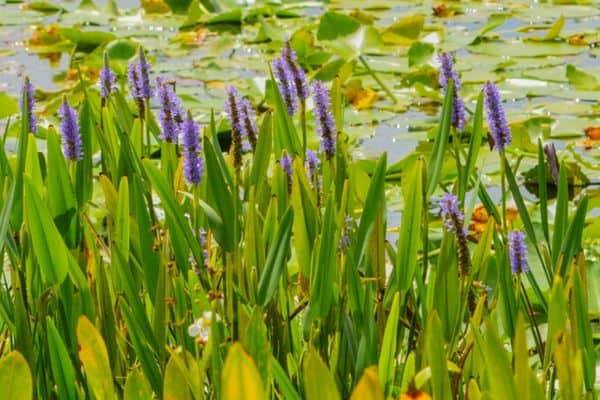 tall pond plants