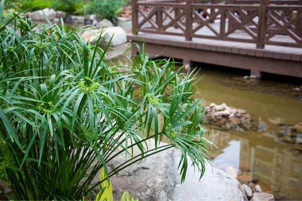 umbrella palm in pond