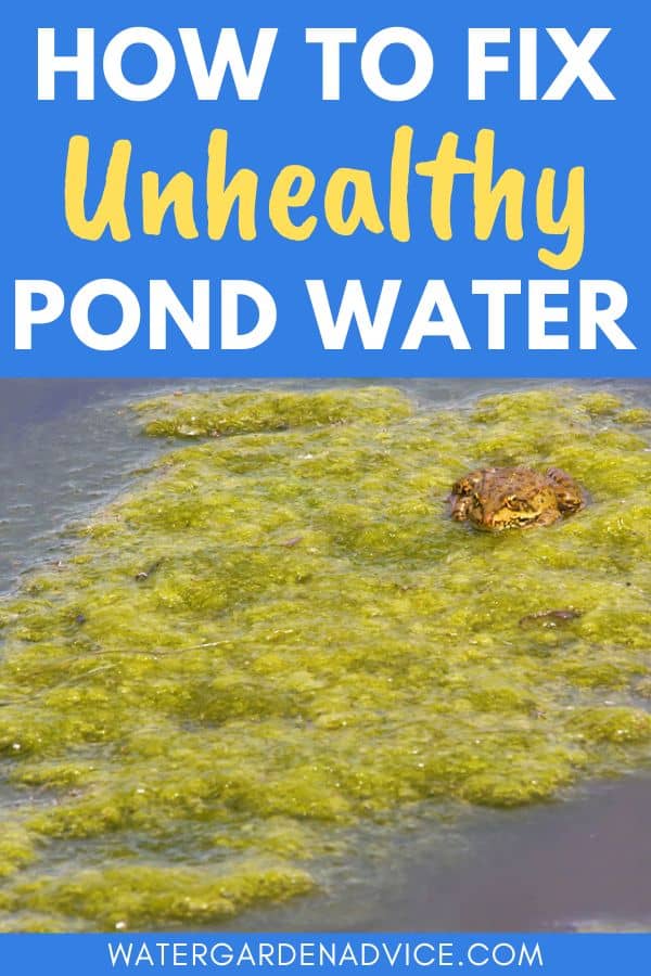 unhealthy pond water