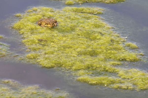 unhealthy pond water