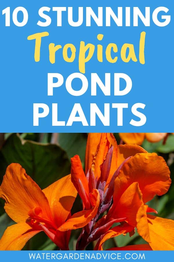 tropical pond plants