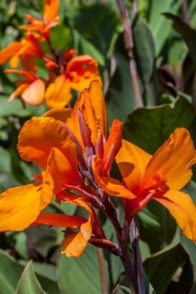 canna lily flower