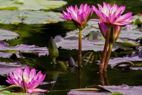 full sun pond plants