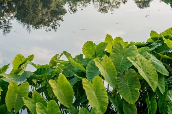 taro plants