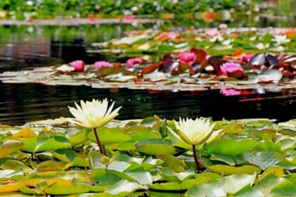 tropical pond plants