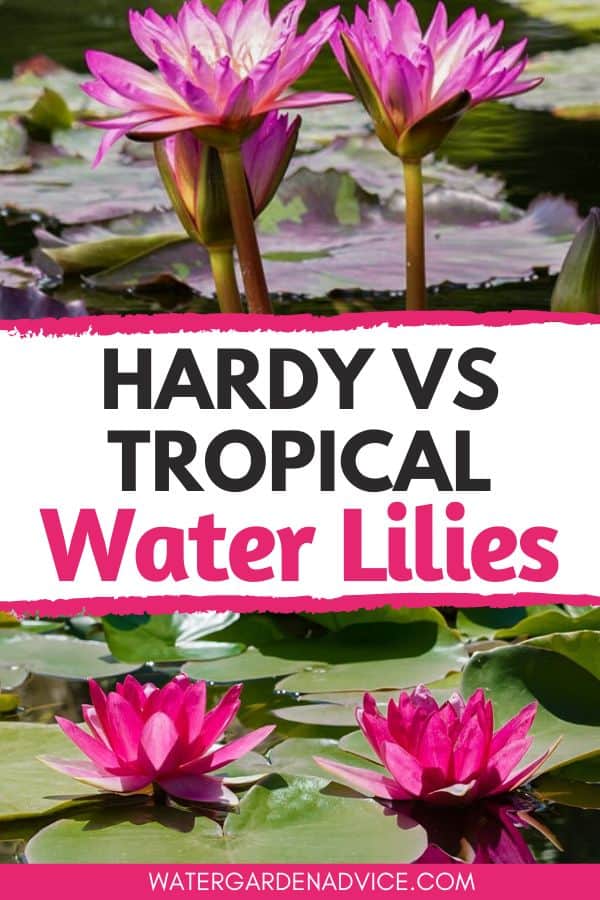 hardy vs tropical water lilies