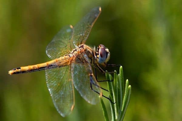 dragonfly in a pond