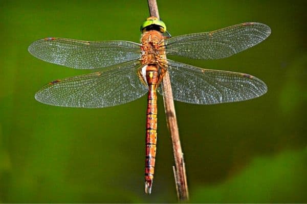 dragonfly on a plant