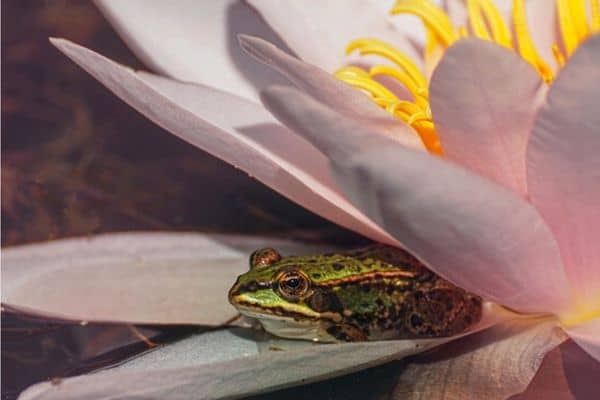 frog on a water lily flower