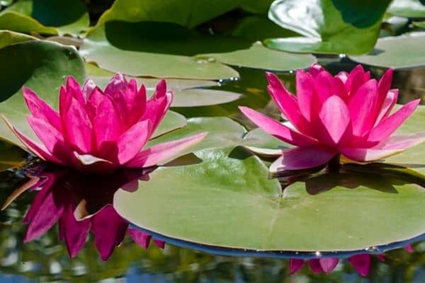 hardy water lilies