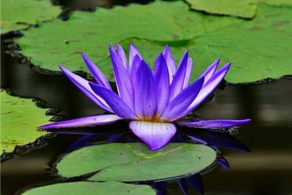 purple water lily