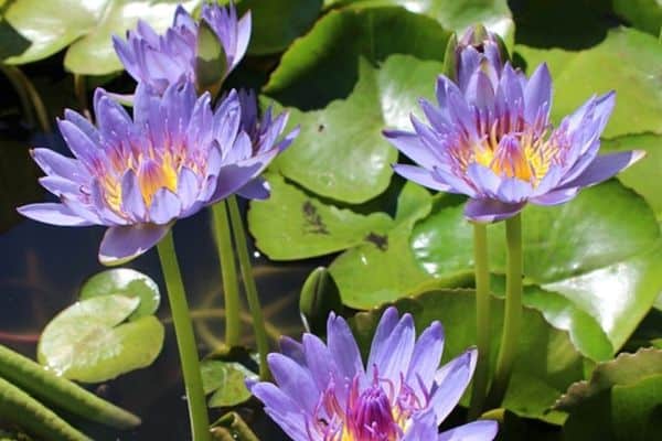 purple tropical water lilies