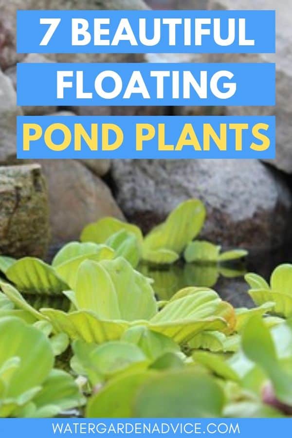 pond plants floating on the water