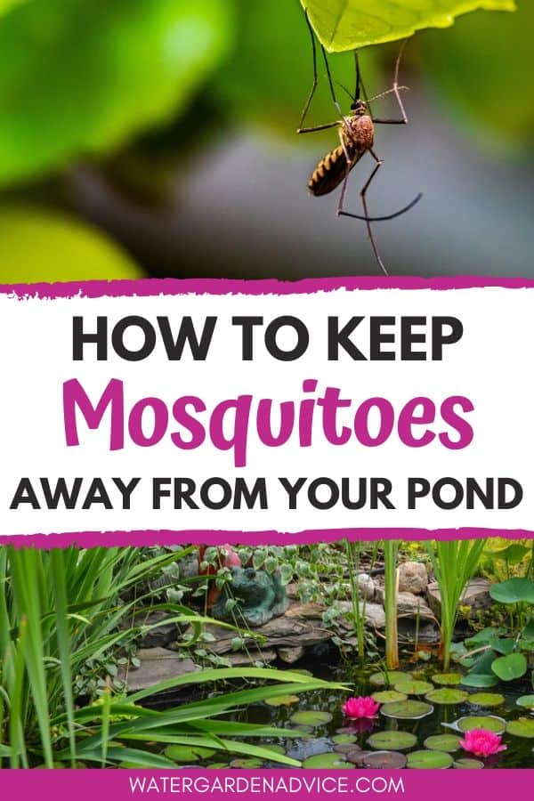 repelling mosquitoes from a pond