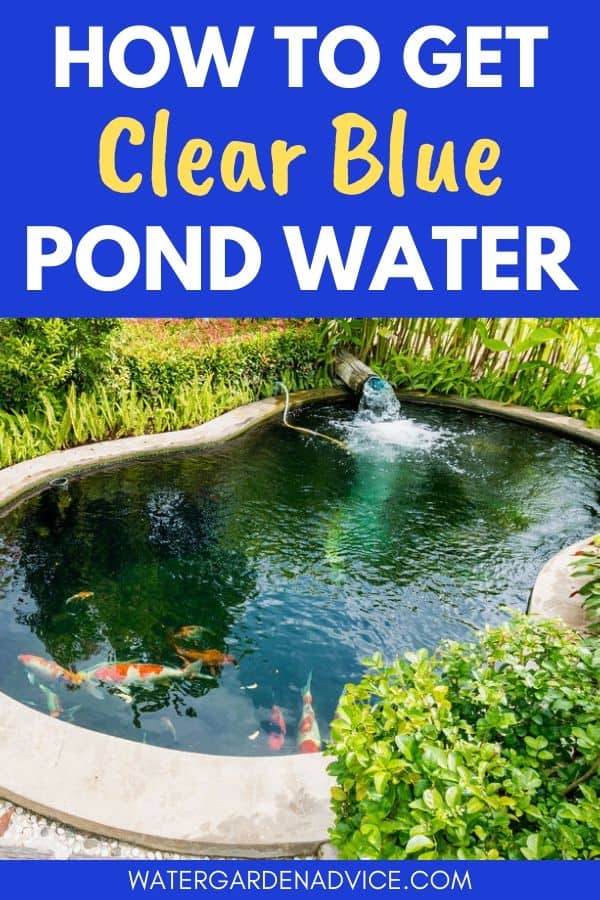 pond water blue