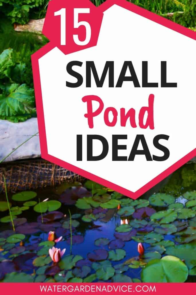 small pond ideas