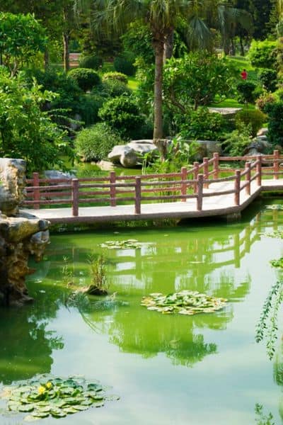 green lily pond