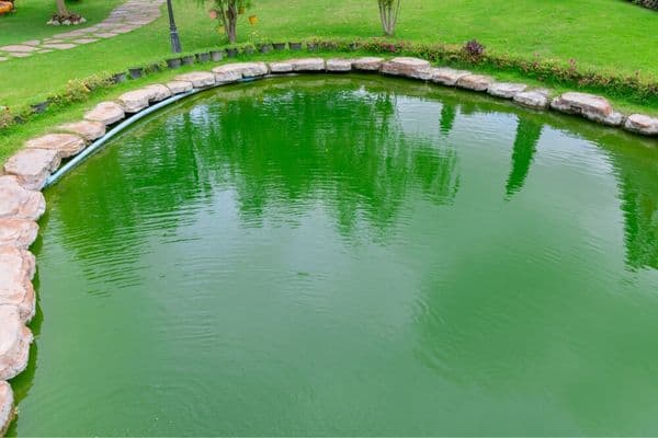 pond water