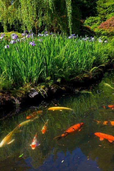 koi pond