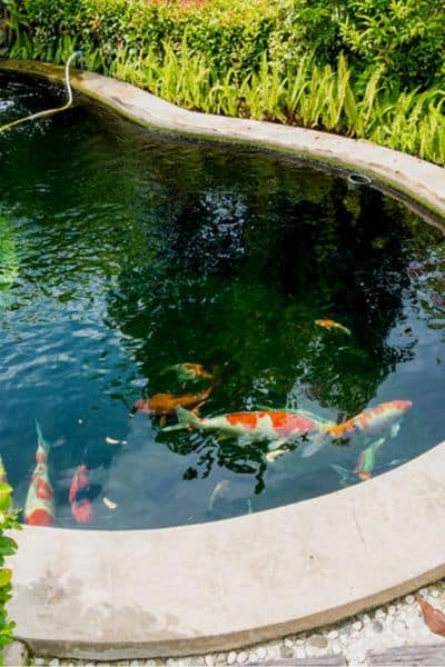 round fish pond