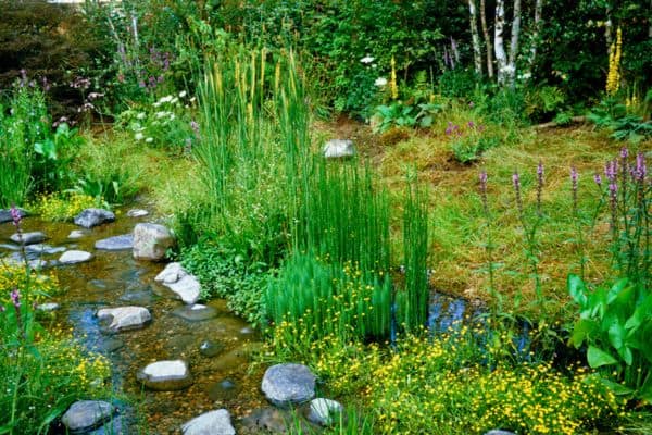 backyard water garden