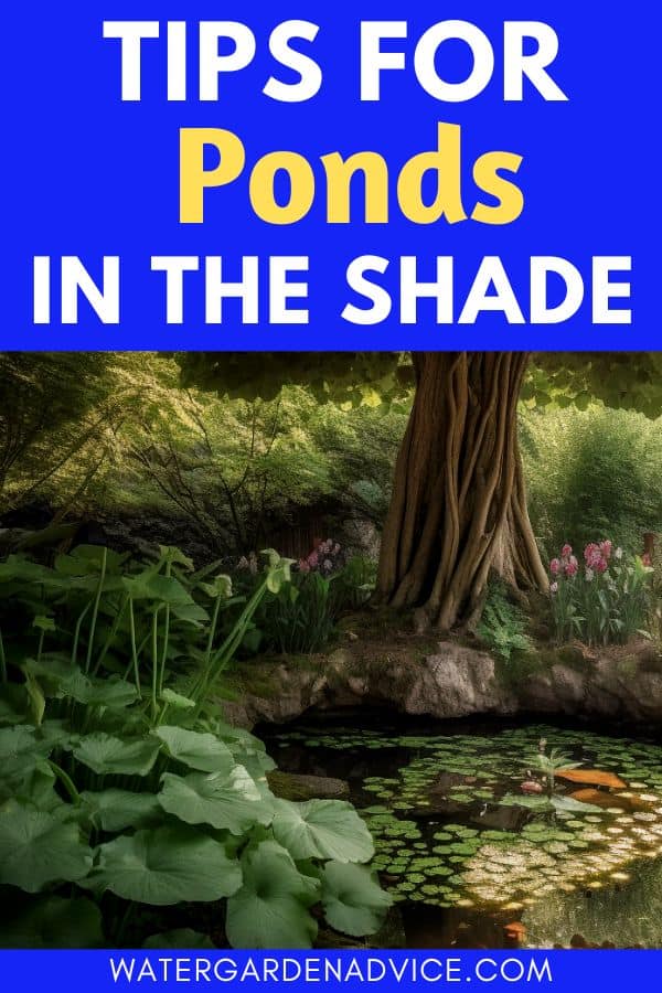 shaded pond maintenance