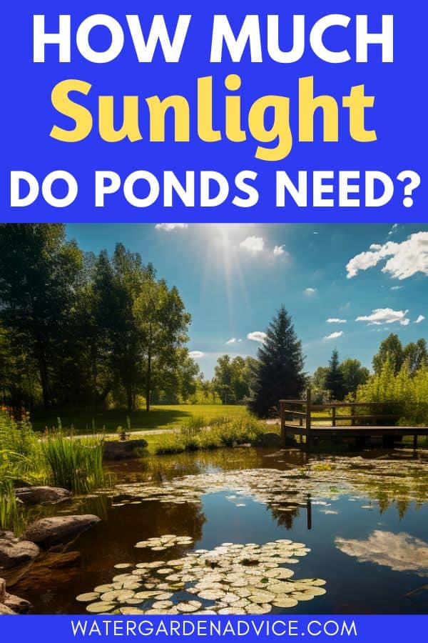 sunlight for garden ponds